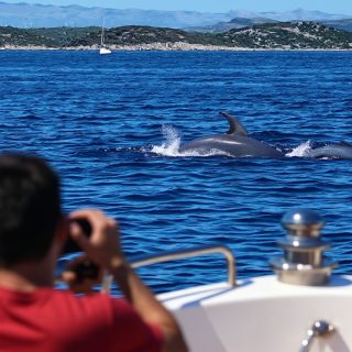 Delphintour &amp;amp; Schnorcheln - ein Tag zum Abtauchen